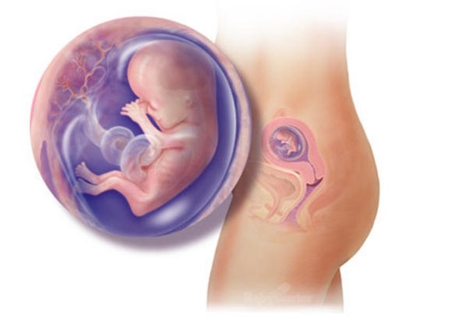 Những bước phát triển diệu kì của thai nhi trong bụng mẹ