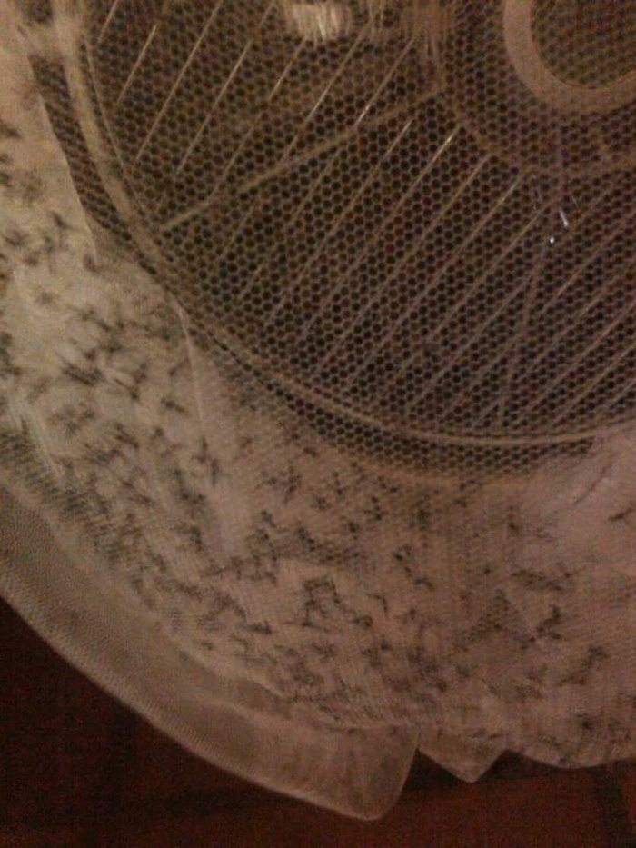 Chiêu bắt muỗi không tốn 1 xu mà hiệu quả kinh ngạc của mẹ Việt