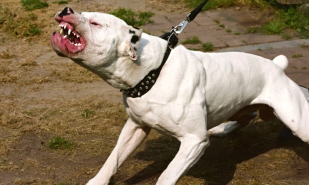 5 loài chó dữ có xu hướng cắn chủ nhất thế giới