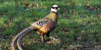 nhung-loai-gia-cam-bac-trieu-duoc-san-tim-dip-tet