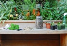 3 cách giúp bạn tự tin trồng cây mọng nước tại nhà 3 cách giúp bạn tự tin trồng cây mọng nước tại nhà