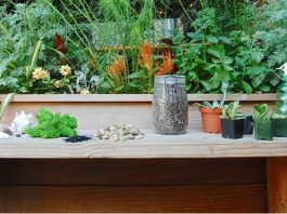 3 cách giúp bạn tự tin trồng cây mọng nước tại nhà