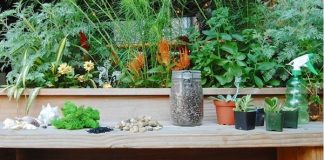 3 cách giúp bạn tự tin trồng cây mọng nước tại nhà