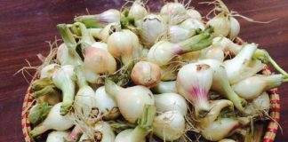 Cách muối dưa hành trắng giòn, không hăng