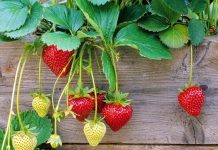 Mùa này trồng cây gì: Dâu tây đỏ mọng vừa ngắm vừa ăn