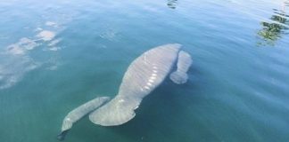 Phát hiện trường hợp song sinh kì lạ của lợn biển