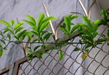 Mang hương vào nhà với 3 cây trồng thơm quyến rũ