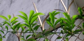 Mang hương vào nhà với 3 cây trồng thơm quyến rũ