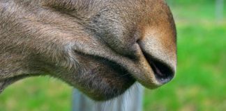 Những menu kinh dị khiến người can đảm cũng "ngất xỉu"