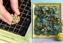 Những cách trồng cây trên tường bạn nên thử cho không gian nhà