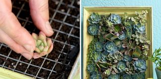 Những cách trồng cây trên tường bạn nên thử cho không gian nhà