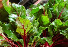 Củ dền tốt cho người tiểu đường và cao huyết áp