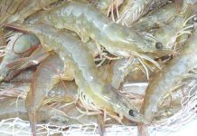 Cách nấu canh chua tôm khế ngon ngọt tự nhiên tom