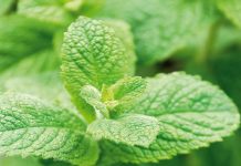 10 loại rau thơm và thảo mộc  1