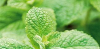 10 loại rau thơm và thảo mộc  1