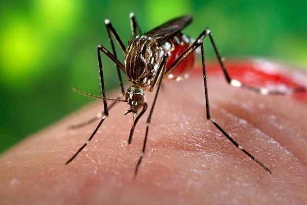 Virus Zika và sự nguy hiểm khi nhiễm bệnh