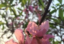 Trồng hoa trước sân hợp phong thủy hút tài lộc vào nhà