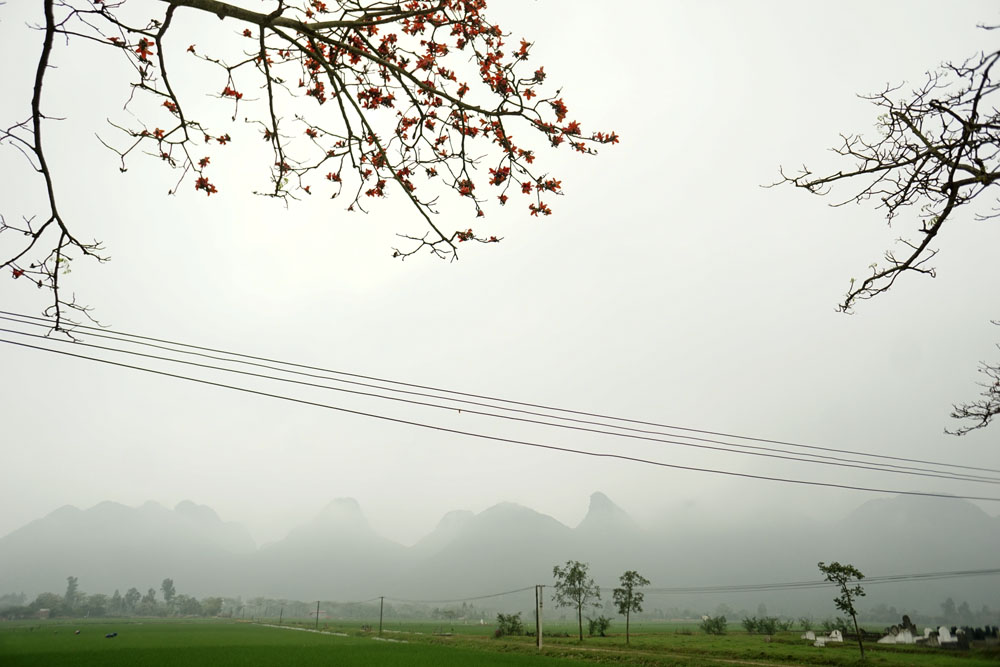 Hoa gạo trên cánh đồng, phía xa là dãy núi thuộc xã Tuy Lai, giáp ranh tỉnh Hòa Bình.