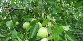 sức khỏe, chăm sóc sức khỏe, giảm cân, thanh lọc cơ thể, làm đẹp, thực phẩm