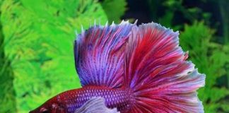 Loài cá duy nhất trên thế giới có thể "biến hình" siêu đẹp