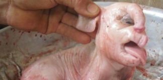 Đắk Nông: “Heo đẻ ra voi”