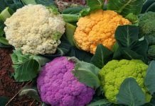 Mùa này trồng gì: “Tặng” 100% hứng thú trồng súp lơ Tăng chiều cao hiệu quả nhờ 8 loại rau củ nhiều canxi