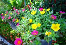 10 chậu hoa trồng đẹp nhất ở ban công