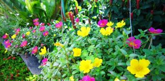 10 chậu hoa trồng đẹp nhất ở ban công