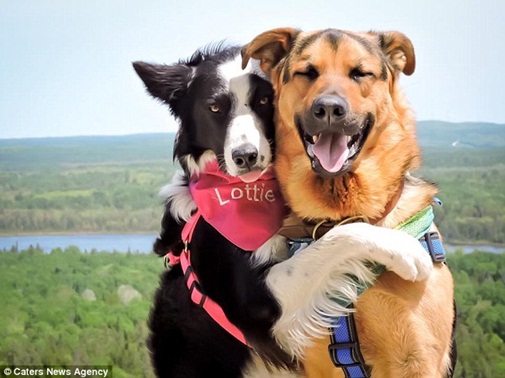 Hai chú chó “ôm nhau” làm tan chảy trái tim cư dân mạng