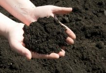 Những lưu ý quan trọng để chọn đất và tưới cây đúng cách