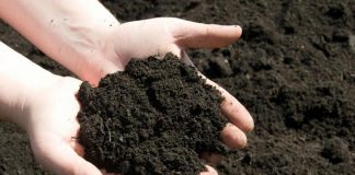 Những lưu ý quan trọng để chọn đất và tưới cây đúng cách