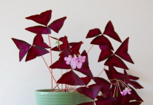 10 loại cây có thể trồng trong nhà vào mùa đông