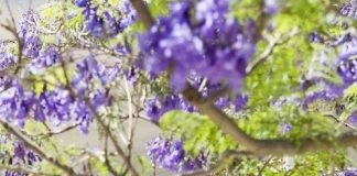 không gian xanh mùa hè 1