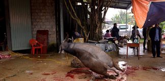 Chích điện, xẻ thịt châu trọi ở Vĩnh Phúc