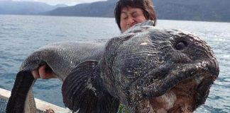 Bắt được thủy quái khổng lồ nghi bị nhiễm phóng xạ