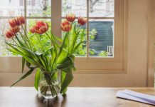 Thay đổi phong thủy trong nhà bằng cây và hoa Thay đổi phong thủy trong nhà bằng cây và hoa