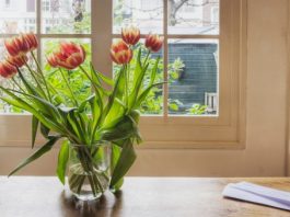 Thay đổi phong thủy trong nhà bằng cây và hoa