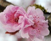 Trị nám với hoa đào - không thử bạn sẽ hối hận