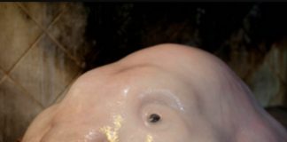 Loài cá được bình chọn là “chuẩn mực” của cái... xấu