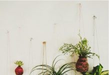 Hướng dẫn trồng bonsai kiểu Nhật Bản không cần chậu