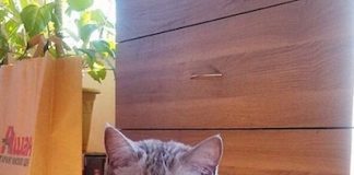 Chú mèo có dáng ngồi “bá đạo” khiến cộng đồng mạng “phát cuồng”