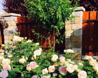 Vườn hồng nở bung, rực rỡ quanh năm với hơn 30 loại hoa