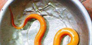 Kỳ lạ lươn vàng óng ánh bắt được ở Vĩnh Long