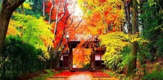 Đi du lịch Nhật Bản vào thời điểm nào là thích hợp nhất?