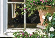 10 loại cây có thể trồng ngoài trời mà không sợ khô héo