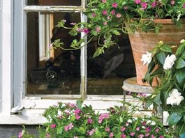 10 loại cây có thể trồng ngoài trời mà không sợ khô héo