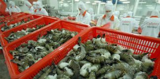 xam nhap man ‘keo’ gia tom, ca xuat khau giam manh hinh 0