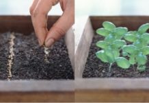 trồng rau thơm tại nhà 1