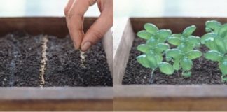 trồng rau thơm tại nhà 1