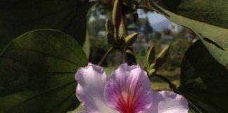 Tây Bắc đẹp mê hồn trong những ngày chớm đông